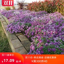 Xiangxueball flower seed outdoor courtyard perennial cold-resistant flower flower seed ground flower sea indoor balcony hanging