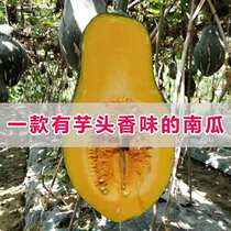 Authentic sweet potato small pumpkin 3kg soft waxy sweet farm food pregnant woman baby supplement fresh vegetable pumpkin