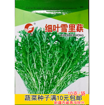 Fine-leaf potherb seeds cold-resistant snow vegetables small leaves broken leaves Snow red seed seeds autumn sown vegetable seeds 10 grams