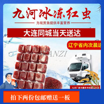 Jiuhe frozen red worm Frozen blood worm Red worm Small frozen harvest shrimp Red worm mini parrot fish food