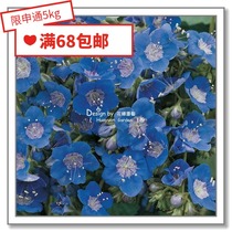 Flower edge Pickles imported flower seeds * UK TM * California Blue Bell flower * French grass * heat wave 10