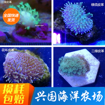 Figure selection artificial leather Ergreen leather flower ring leather green with leather three green leather artificial coral sea water fish