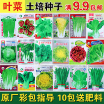 Balcony four seasons vegetable seeds Earth-grown vegetables Cabbage Oil wheat leek Endive lettuce Spinach chives