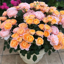 Rose juice balcony rose flower seedling extra large flower potted rose indoor Four Seasons flowering plant micro moon