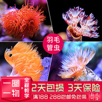 Indonesia Sabah Australian artificial feather tube worm Christmas tube worm red and white sea water tank real life