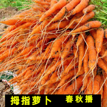 Mini Carrot Seed Little Finger Radish Seed Fruit Children Spring Autumn Sowing Vegetable Balconies Potted