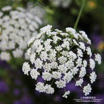 (Seed)Annual Umbelliferous Large Amelia Queen Annes Lace 10 grains