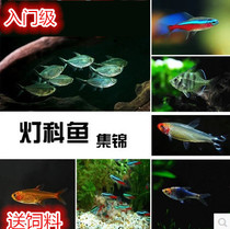 Light corfish traffic light blue eye light triangle light Pauline lamp group Swim Fish Red Nose Scissors Tropical Fish Fish Tank Freshwater Fish