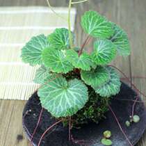 Saxifrage potted seedlings Golden silk Lotus leaves Lotus leaves absorbent stone Sheung Shui stone Rockery with stone Bonsai climbing plant Chlorophyll