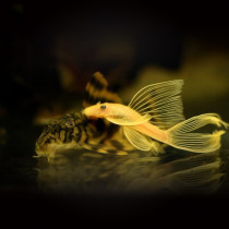 Golden blue-eyed sail shaped beard clear tank tropical ornamental fish grass tank algae removal Moss tools freshwater fish live