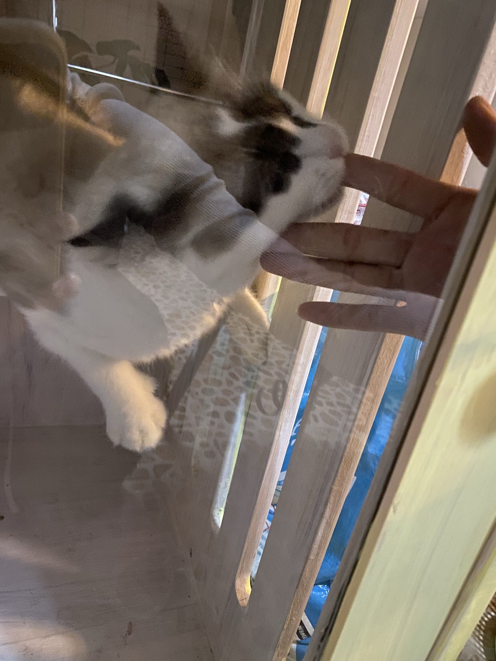 凯锐思犬主粮口碑怎样？详细解密有谁用过？