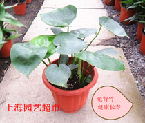 Tortoise back bamboo potted plant radiation to remove carbon dioxide formaldehyde to purify air