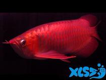 High quality ultra-blood red dragon chili red dragon over back golden dragon fish high back golden dragon Indonesian tiger fish ornamental fish