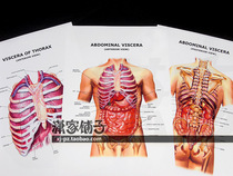 Anatomical atlas of human abdominal viscera (front and back-chest) AbdominalViscer English decorative painting