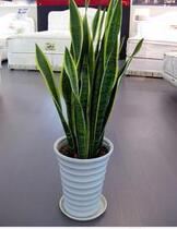 Shanghai physical plant Bonsai shop-Tiger Piran potted plants-Evolution air formaldehyde absorption-Shanghai Flower Shop