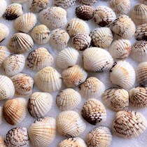 Eagle wing shell small clam Natural shell conch Home Mediterranean decoration shooting props Drift bottle material Scallop