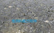 Fish Feed Formula Software Official Fish Feed Management System Fish Feed Formula Management Installation Video