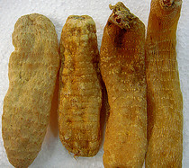 (1 catty)Guangxi specialty 100000 Dashan wild premium Tianma 50g