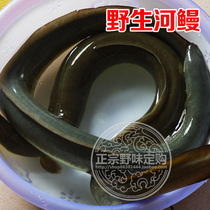 (Quan Ge fresh) original ecological river eel turtle fish fish fish fish pregnant woman baby old man