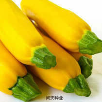 American imported banana Golden Queen zucchini organic vegetable banana melon seeds taste delicious Four Seasons vegetable garden