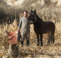 Hequ horse riding 1 4 meters high 6-year-old horse racing horse racing live horse