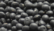 Wenzhous hometown taste of Wenzhou specially produced Nanxi River farmers own black beans