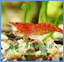 0 5cm 10 9 5 Cherry Blossom Shrimp Ornamental Shrimp Seaweed Seaweed Cherry Shrimp Rose Rice Shrimp Quality Shrimp