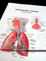 Human respiratory System anatomy map respiratory System (English version) poster decorative painting