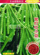 Grain series Gonglang red bean seeds high yield disease resistance can be used as sprouts and seedlings.