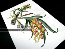 (Helmet Medicine Orchid Ruilan) Orchid Illustration Hand-painted Super Realistic Flower Poster Core Decorative Painting