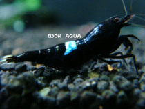 Black King Kong Yisuo crystal shrimp high quality (including blue belt gene) shrimp brick-and-mortar store