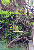 Swing parrot simple swing toy nibbling mouth grinding Paw Paw bite not bad swinging myth