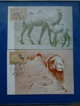 Extreme New postcard mc15-1993-3 wild camel limit Film full set of 2 physical photos