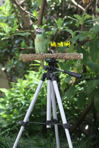 Homemade floor-standing parrot portable pure Chinese herbal medicine tripod eclectic hand frame see blood flying training Bird shelf