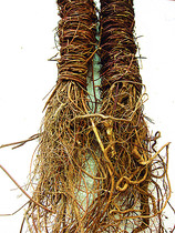 Guangxi Wuzhou Special production wild chicken bones and grass fine leaves with root chicken bones grass 500 gr Cantonese pot soup cool tea stock