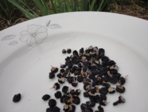 100 gr New Cargo Direct Sale in Black Medlar Countryside in Ningxia