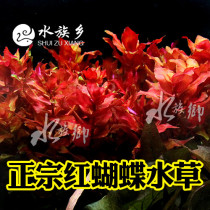 Aquarium Township] Fish tank landscaping authentic BAO WEN Red Butterfly water leaves aquatic plants (about 5 branches)