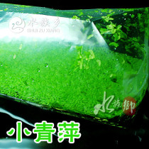 Aquarium Township] Xiaoqingping oil removal mini duckweed crystal shrimp tank Xiaoqingping aquatic grass absorbs NO3 nitrite