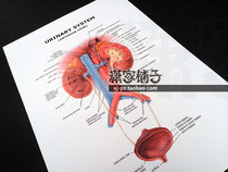 Human urinary System Kidney Anatomical Atlas urinary System Poster Decorative Painting