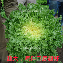 (Dutch Tian Xiu lettuce seed) Bitter chrysanthemum seed commonly known as milk vegetable potted vegetable seed salad