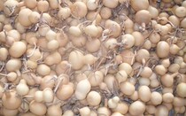 Thousands of various shapes of natural small gourds