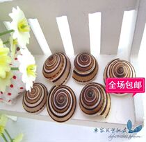 Natural sea snail shells 1-2 cm upscale straw hat snail wheel snail sea star
