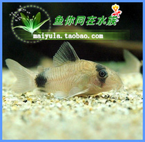 Ornamental fish tropical fish panda mouse fish garbage fish tool fish bottom fish super cute