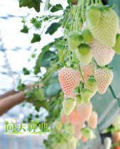 Potted Fruit White Strawberry Seeds Cream Strawberry Juicy Vegetables Rich in Vitamins Vegetable Seeds
