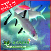 Silver Shark Reflective Fish Small Tropical Fish Tropical Fish Ornamental Fish Live