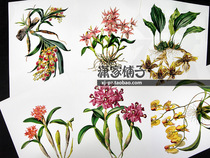 (Flower Set -2) Flower Petal Illustration Hand-painted Plant Flower Poster Core Decorative Painting