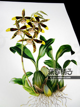 (Tooth tongue orchid orchid) illustration hand-painted super realistic plant flower poster painting core decorative painting