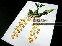 (Pigeon orchid orchid) illustration hand-painted super realistic plant flower poster painting core decorative painting