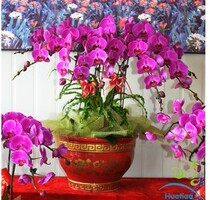 Purple red phalaenopsis 10 potted plants Valentines Day New Years Day Spring Festival Lunar Flower Express Gift Potted Bonsai