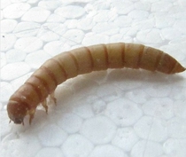 Breadworm (ant feed) Wheat bran(breadworm food)